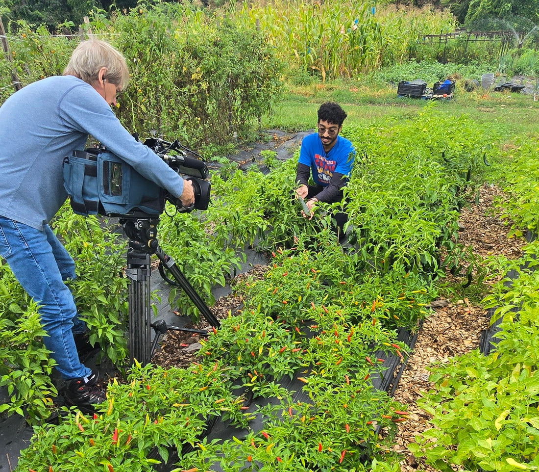 Chronicle WCVB Channel 5 - Lowell based Craic Sauce feature